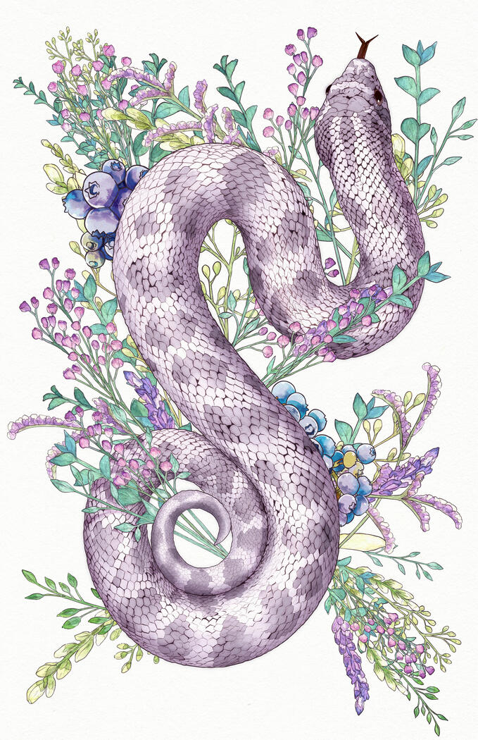 Lavender Hognose