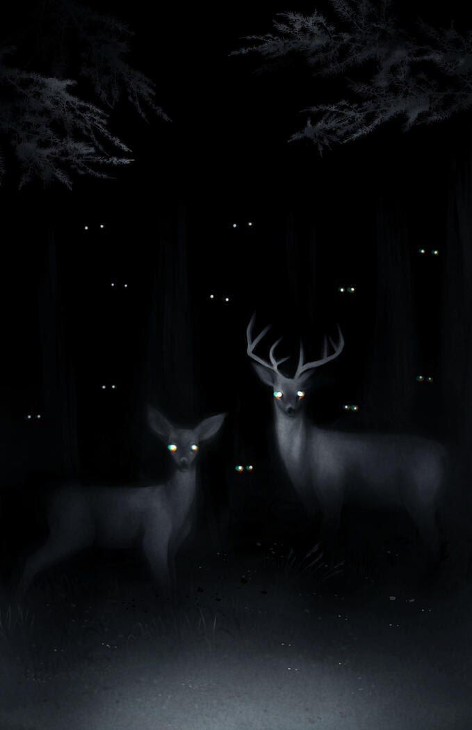 Not Deer